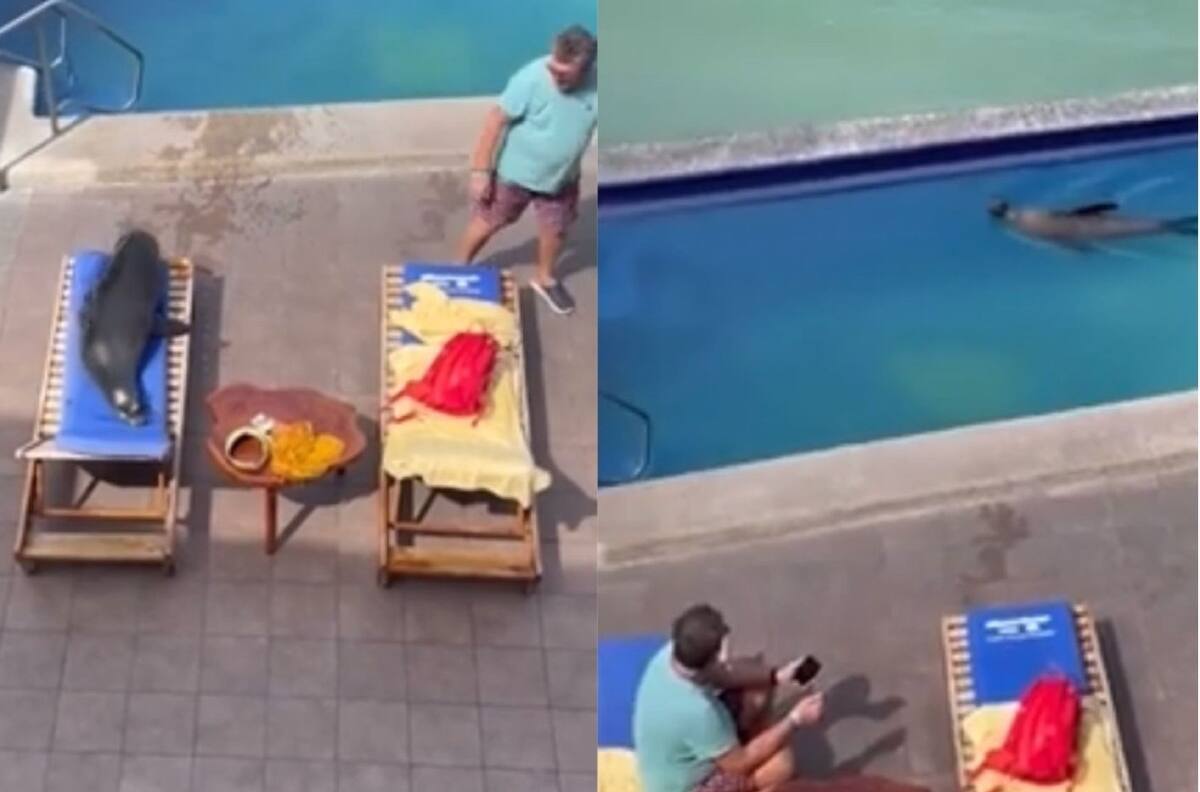 VIDEO: Foca expulsa a hombre de su silla para tomar el sol y se vuelve viral