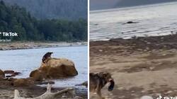 Perrito se roba una chancla y se viraliza| VIDEO