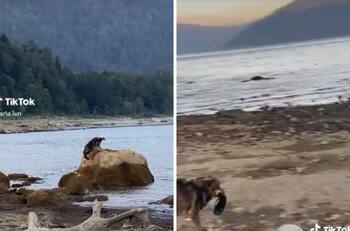 Perrito se roba una chancla y se viraliza| VIDEO