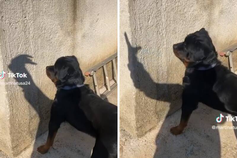 El perrito perseguía la sombra de su dueño.