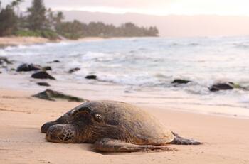 Nace tortuga de 2 cabezas en Michoacán
