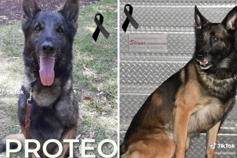 Uno de los perritos rescatistas enviados a Turquía falleció.