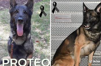 Muere ‘Proteo’, uno de los perros rescatistas enviados a Turquía