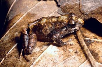 Hallan seis nuevas especies de ranas y se convierten en las más pequeñas del mundo