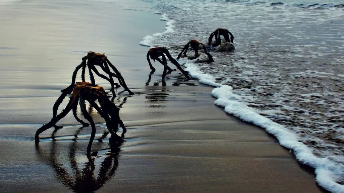 Fotos de extrañas criaturas saliendo del mar se hacen virales en redes sociales