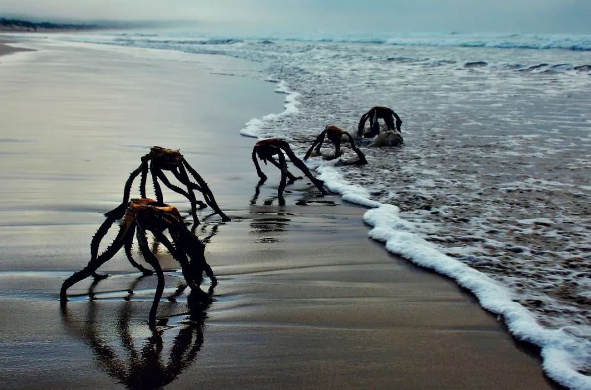 Fotos de extrañas criaturas saliendo del mar se hacen virales en redes sociales