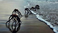 Fotos de extrañas criaturas saliendo del mar se hacen virales en redes sociales