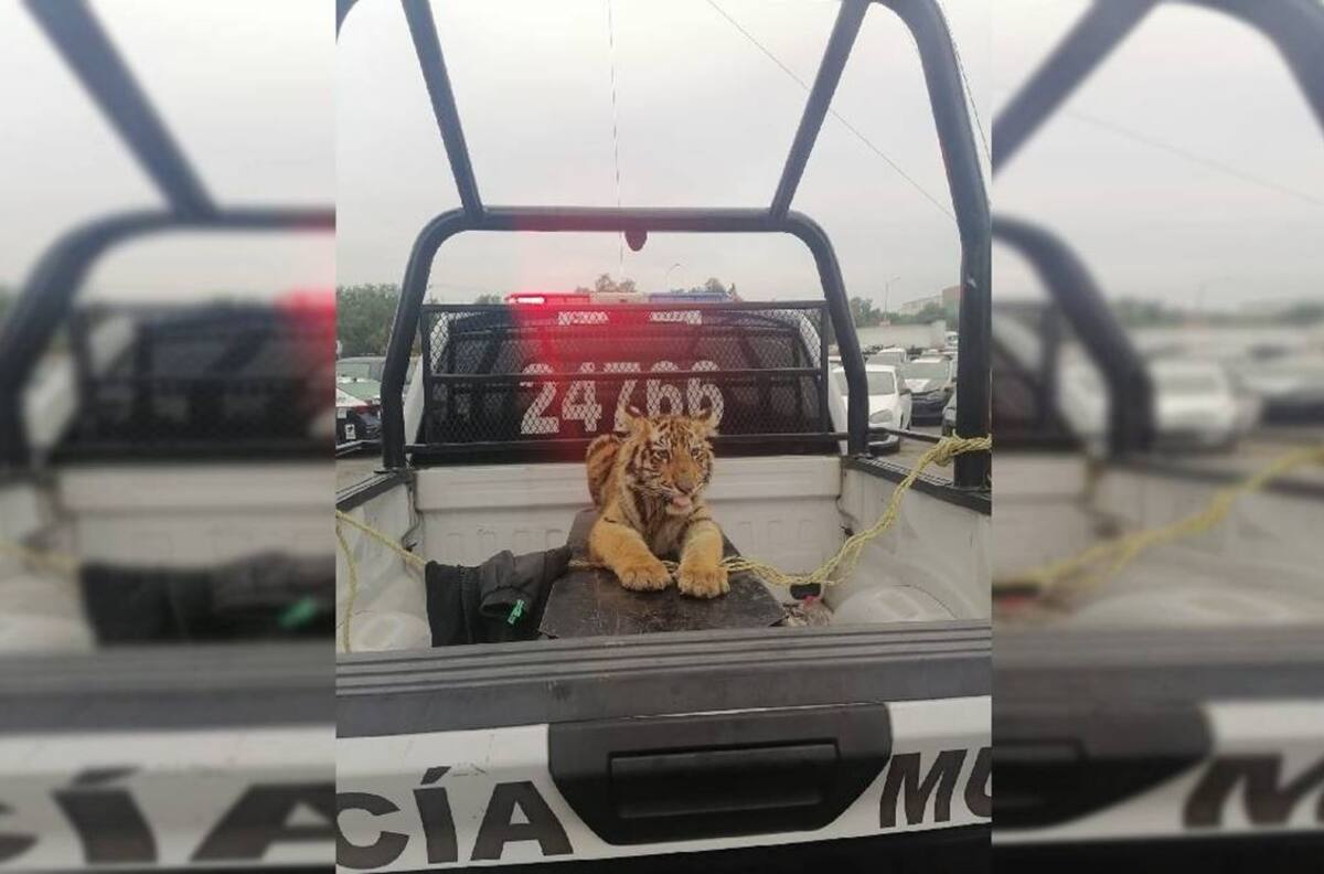 Capturan a tigre de bengala que caminaba por calles del Edomex