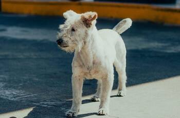 Perro viral: secuestro a una celebridad, "Gasolín" sí tenía dueño