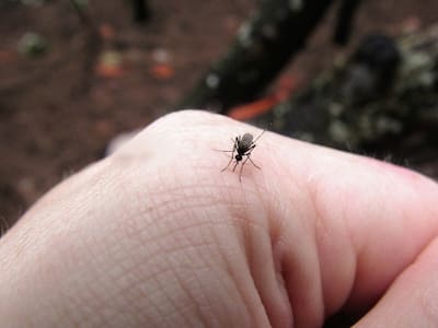 Olvídate de los mosquitos con este remedio hecho con jabón de pasta