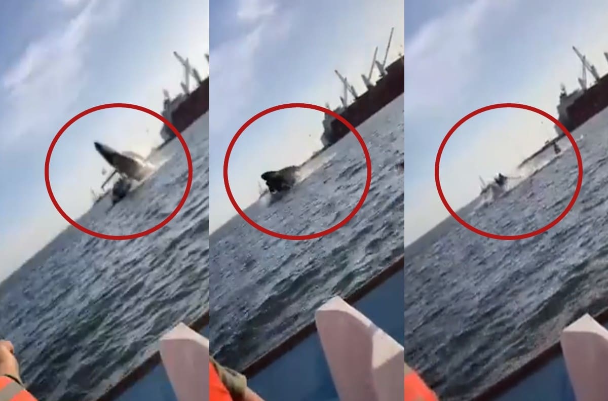 VIDEO | Ballena impactó una lancha en una bahía de Sinaloa y dejó dos personas lesionadas