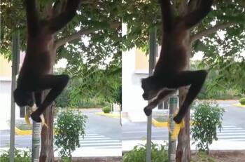 VIDEO | Captan a un mono araña comiendo plátano calles de Cancún y se vuelve viral