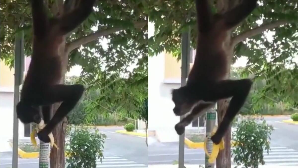 VIDEO | Captan a un mono araña comiendo plátano calles de Cancún y se vuelve viral
