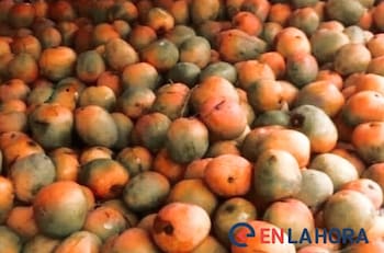 Acertijo visual: Encuentra al animal oculto en esta fotografía