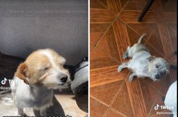 Perrita se duerme en bolsa de carbón y se hace viral| VIDEO