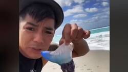 Tiktoker lamió especie de medusa letal sólo para conseguir más seguidores