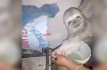 Video: Oso perezoso sorprende a una familia al entrar a su casa