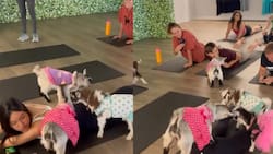 VIDEO | ¿Conoces el Goga? Es Yoga con cabras bebés