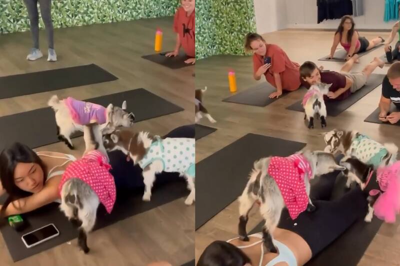 Conoce el nuevo yoga con cabras bebés.
