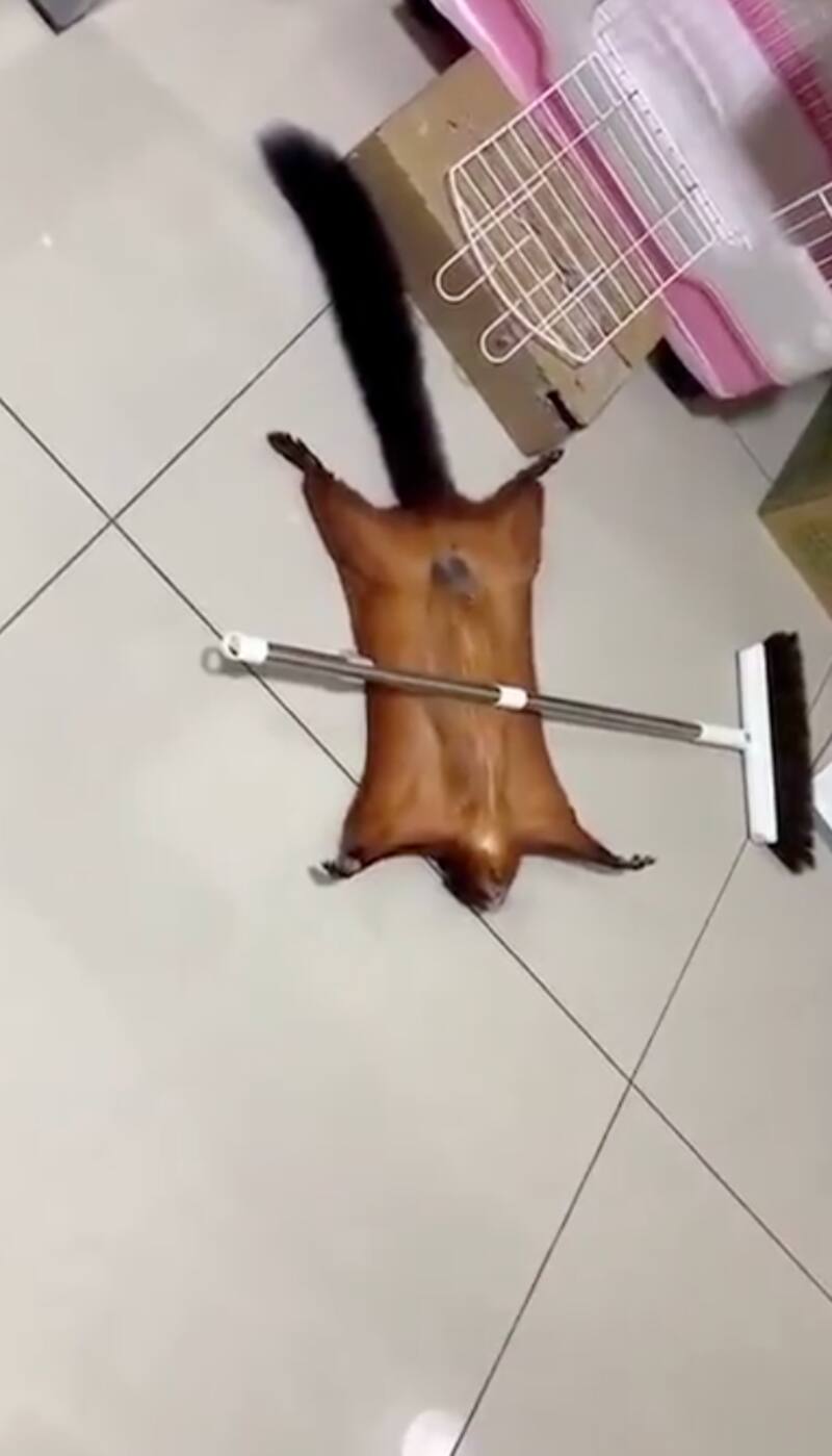 El animal fingió su propia muerte de una trágica manera.