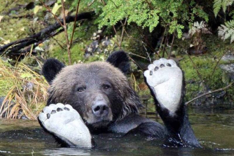 El animal sorprendió a bañistas en una playa de Florida.