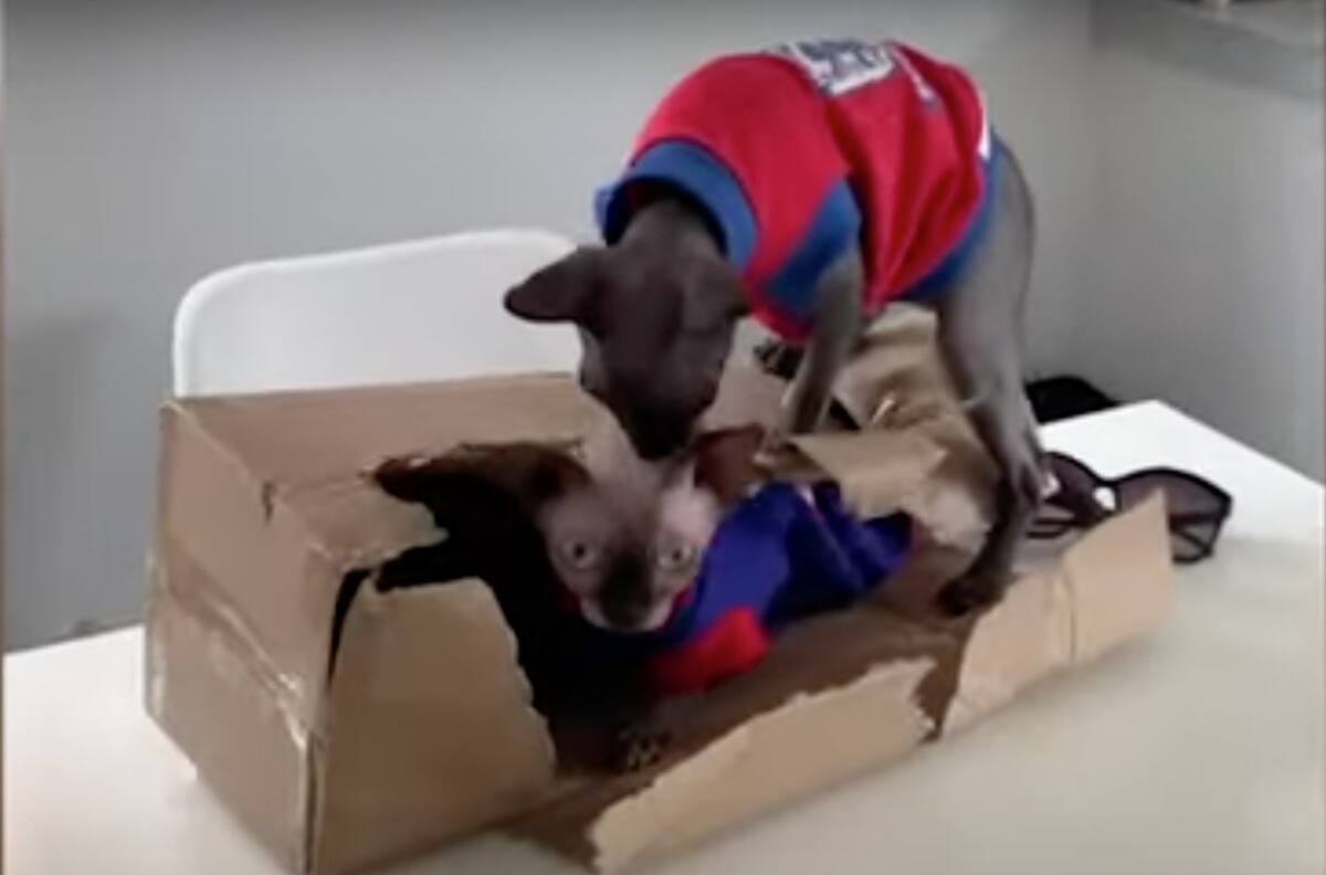 Video: Mujer se gastó 13 mil pesos en la fiesta de cumpleaños de su gato