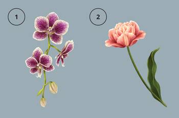 Test de personalidad: Descubre si eres alguien petulante eligiendo una flor