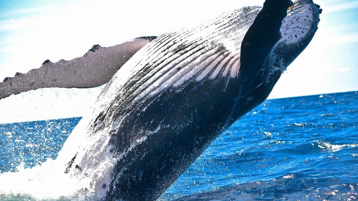 VIDEO: Ballena sorprende a turistas en un paseo en lancha