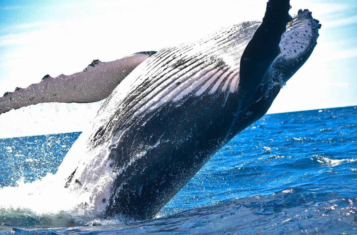 VIDEO: Ballena sorprende a turistas en un paseo en lancha