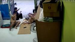 Video viral: Intrépido lagarto se paseó por una casa y arruinó asado familiar