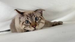 Día Internacional del Gato: Estas son las mejores canciones para celebrar