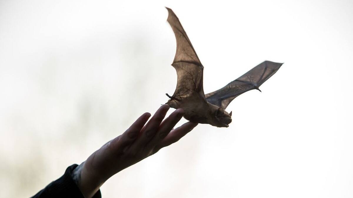 Hombre muere tras sufrir una mordida de un murciélago