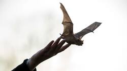 Hombre muere tras sufrir una mordida de un murciélago