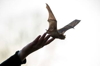 Hombre muere tras sufrir una mordida de un murciélago