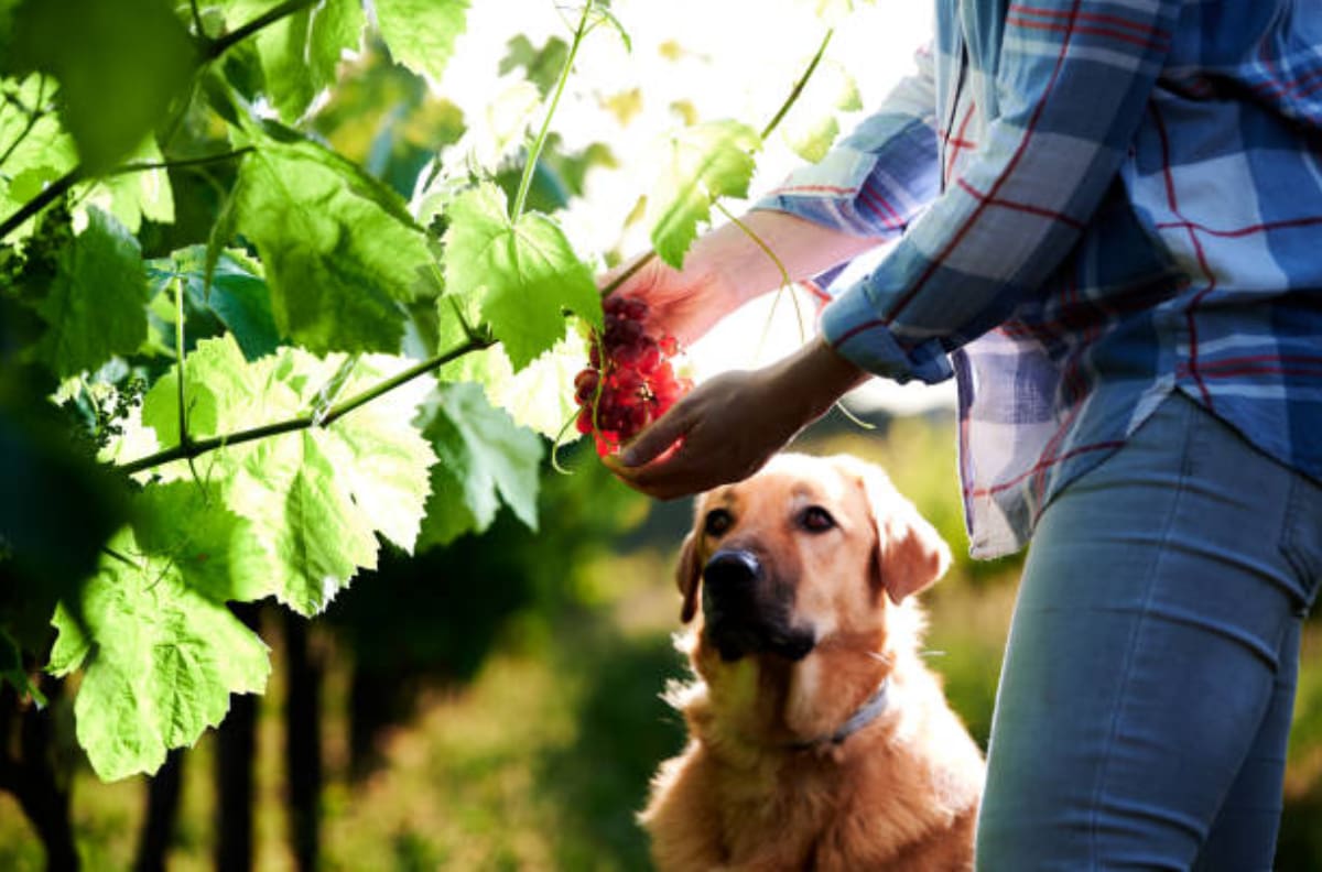 Por esta razón no debes darle uvas a tus perros en Año Nuevo