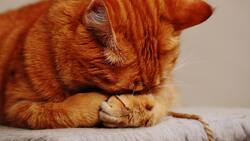 Elige un gatito y descubre qué tan solitario eres con este test de personalidad