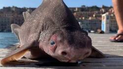 Fotos: Hallan a extraño tiburón con cara de cerdo