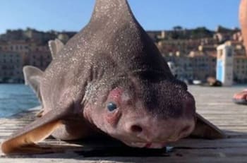 Fotos: Hallan a extraño tiburón con cara de cerdo