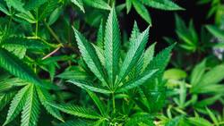 Un paso gigante hacia la despenalización de la Marihuana: Comisión del Senado aprobó sin cambios la ley para regulación del cannabis