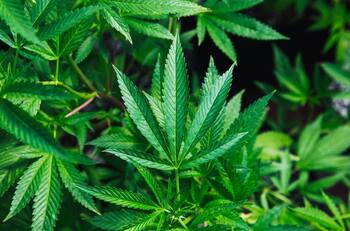 Un paso gigante hacia la despenalización de la Marihuana: Comisión del Senado aprobó sin cambios la ley para regulación del cannabis