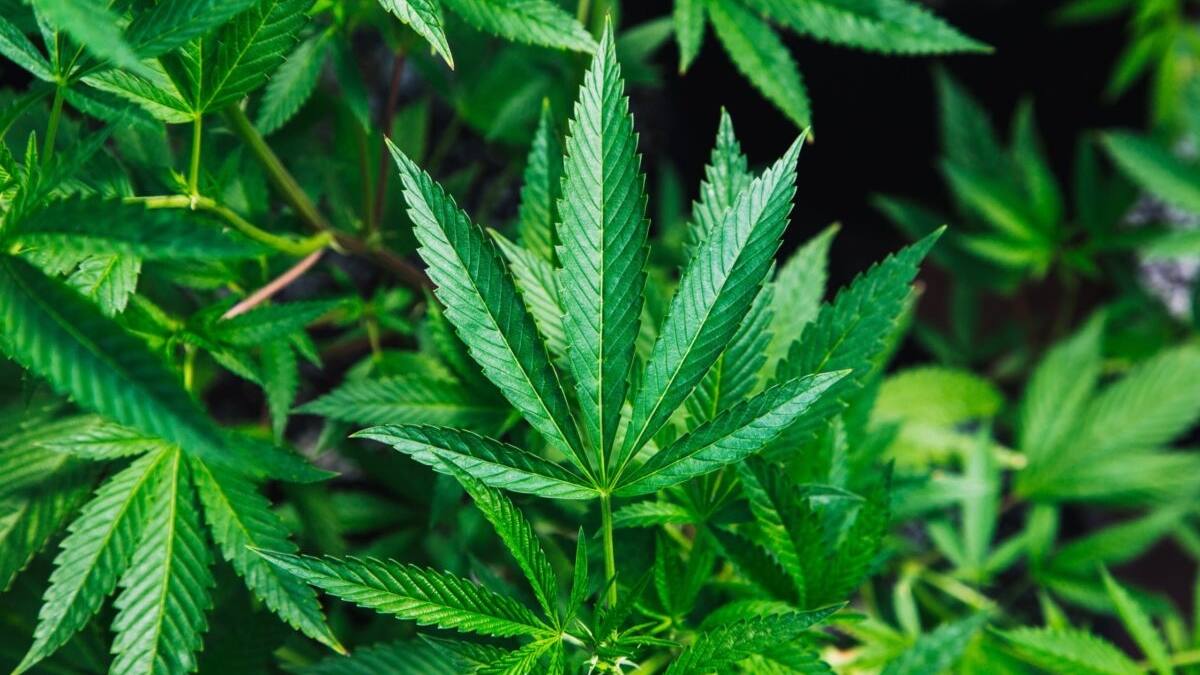 Un paso gigante hacia la despenalización de la Marihuana: Comisión del Senado aprobó sin cambios la ley para regulación del cannabis