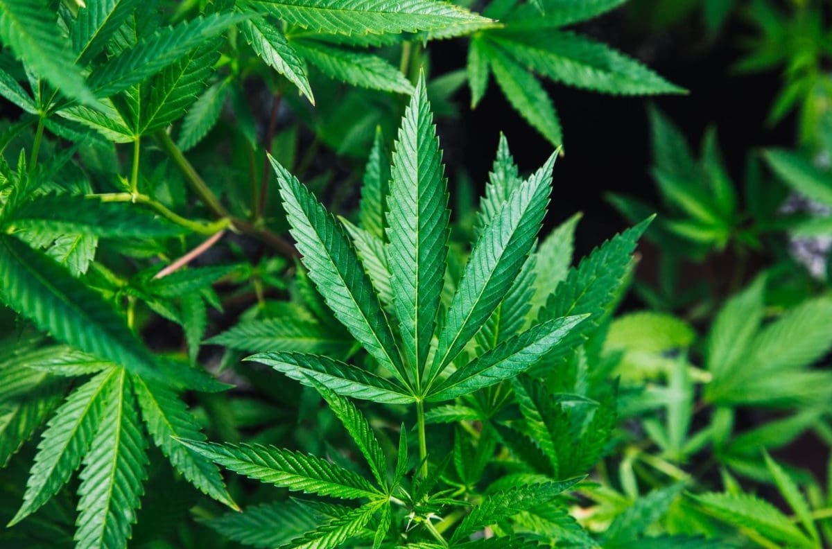 Un paso gigante hacia la despenalización de la Marihuana: Comisión del Senado aprobó sin cambios la ley para regulación del cannabis