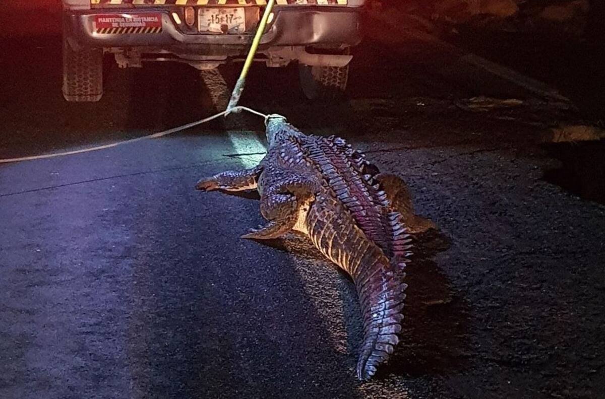 Tras paso de huracán 'Nora', captan a 5 cocodrilos en playas y carreteras de Colima