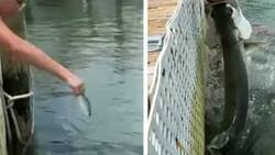 VIDEO | Un pez gigante casi “come” el brazo de una adolescente: Te dejará sin aliento