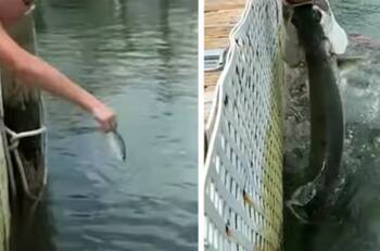 VIDEO | Un pez gigante casi “come” el brazo de una adolescente: Te dejará sin aliento
