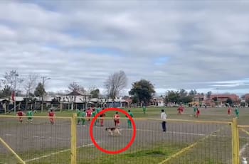 Video: ¡Directo a la selección! Perrito chileno mete golazo en partido amateur
