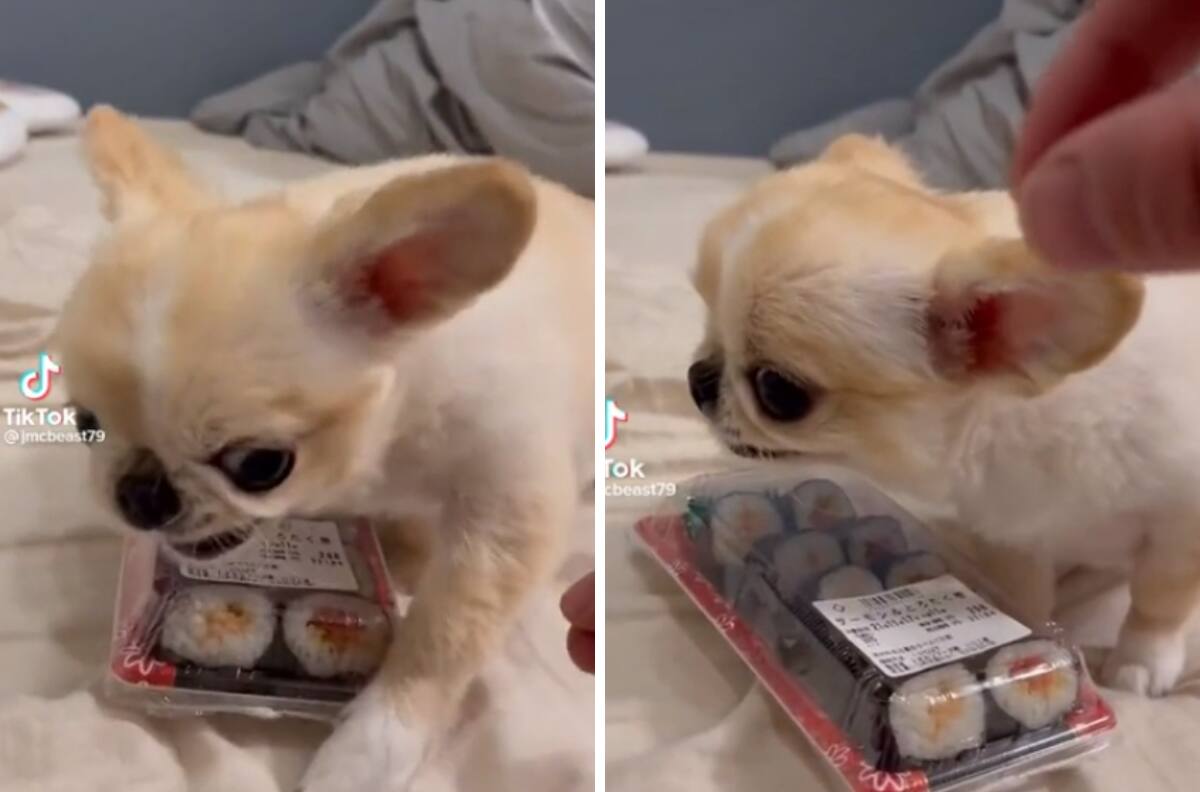 VIDEO| Perrito defiende su sushi y se viraliza