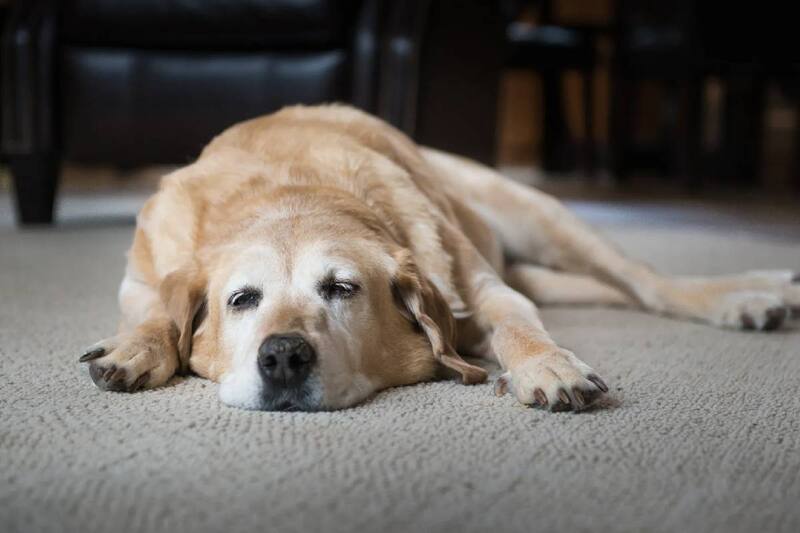 Una familia modificó su casa para cuidar a su mascota. Créditos: qualityassist.