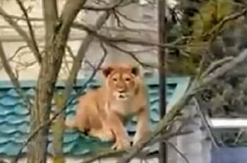 Leona tomando un descanso en el techo de una casa en Rusia se robó la atención en redes sociales