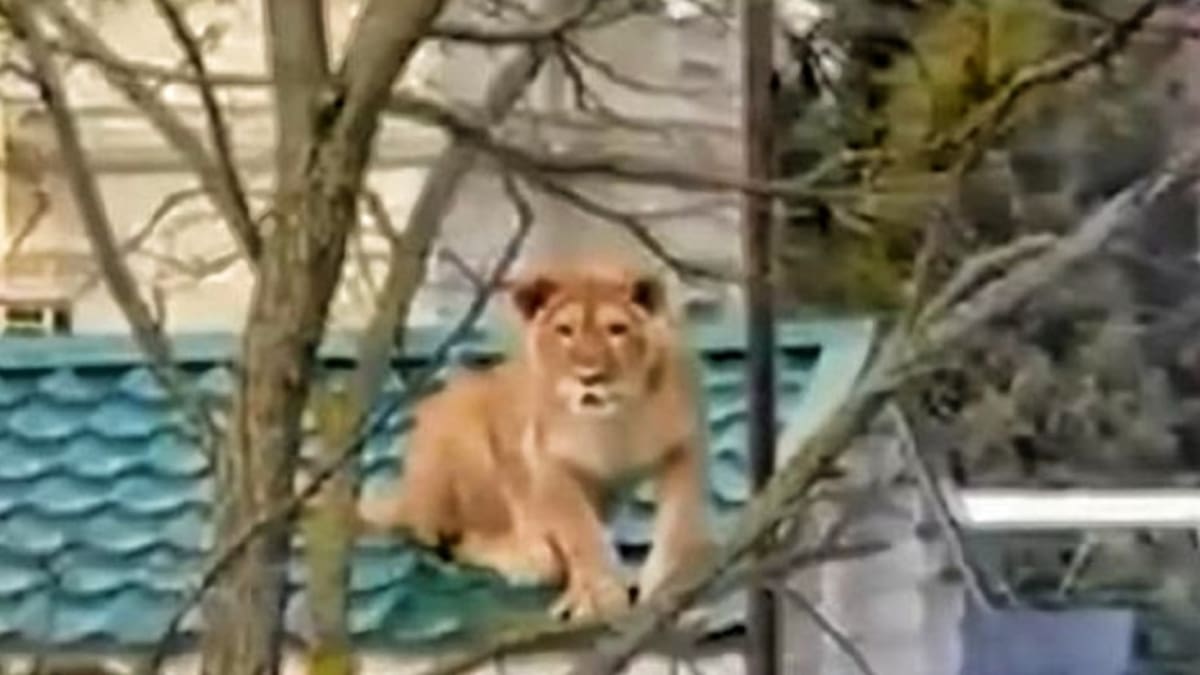 Leona tomando un descanso en el techo de una casa en Rusia se robó la atención en redes sociales